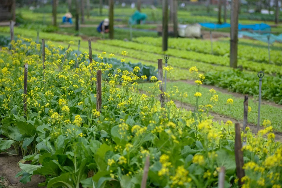 Nông sản & vật tư nông nghiệp